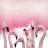 many-flamingos_sm.jpg